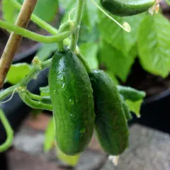 Två små gurkor, som små gröna diamanter, hänger på en planta. Vattendroppar glittrar på deras skal.