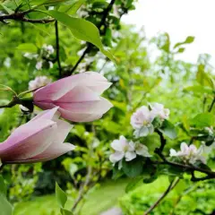 Två magnoliaknoppar i rosa och vitt, redo att slå ut. En vacker syn i trädgården, som visar hur jord ger liv åt magnolia.