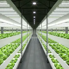 Vertikal odling med rader av gröna bladgrönsaker under stark belysning. Ett modernt system för utsug och klimatkontroll säkerställer optimal tillväxt.