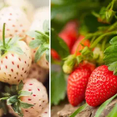 En bild i två delar: till vänster, bleka jordgubbar med röda prickar, som påminner om gamla jordgubbssorter. Till höger, mogna röda jordgubbar bland gröna blad.