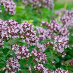 En tät matta av små, lila blommor som signalerar att det är dags att odla oregano.