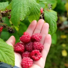En hand full med nyplockade, saftiga hallon. En härlig skörd från jord till hallon.