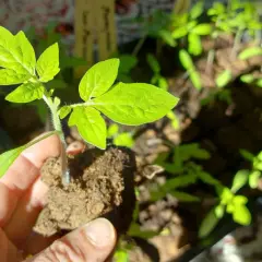 En hand håller en ung tomatplanta med jordklump. I bakgrunden syns fler plantor redo att plantera tomater.