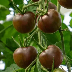 Mörka, chokladbruna körsbärstomater hänger mogna på en gren bland gröna blad.