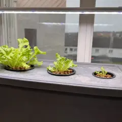 En hemmaodling med hydroponisk odling av sallat under LED-ljus. Tre plantor växer i behållaren, en stor och två mindre.