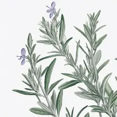 Illustration av rosmarin med små lila blommor. Kanske en framtida rosmarin frö-skörd.