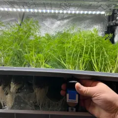 En hand håller en ph-mätare vid rötterna av dillplantor i ett hydroponiskt system. Mätaren visar 0.9 mS/cm och 21.0°C.