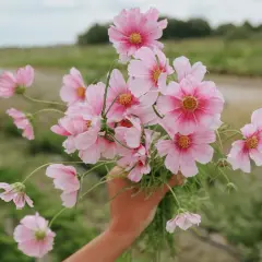 En hand håller en bukett med rosa buskkrasse i kruka. Blommorna har ljusrosa kronblad med mörkare rosa inslag mot mitten och gula ståndare.