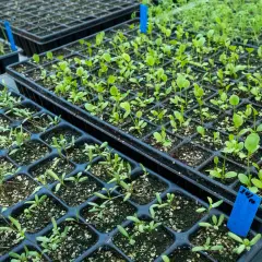 Små plantor i plastbrickor, redo att planteras ut. De växer i ett växthus, kanske för att ge näring åt framtida skördar. Ballaster av små plantor.