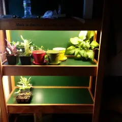 Små plantor växer under en cfl lampa på en hylla.