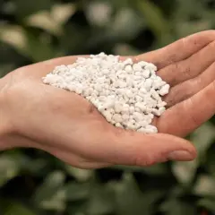 En hand håller en hög med små, vita korn. Detta är vermikulit, ett mineral som används för att förbättra jordens struktur och dränering.