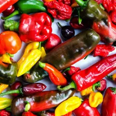 En färgsprakande blandning av chilipeppar, inklusive den heta capsicum frutescens, i olika former och färger.