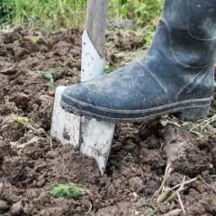 En stövel trycker ner en spade i den sandiga jorden. Trädgårdsarbete pågår.