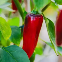 En röd chili hänger från en planta, omgiven av gröna blad. Denna chili jord ger smak åt maten.