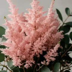 En fluffig, rosa astilbe i kruka omgiven av mörkgröna blad.