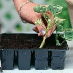 En hand planterar en stickling i en såbrätte för rooting.