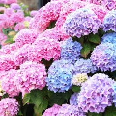 En tät samling av rosa och blå hortensior. Den rikliga jorden till hortensia ger näring åt dessa vackra blommor.
