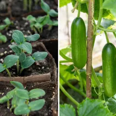 Små gurkplantor i krukor till vänster, och två mogna gurka baby som hänger på en planta till höger.
