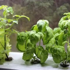 En ung shirley tomatplanta växer bredvid frodig basilika och sallat i ett fönster.