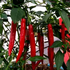 En buske med många långa, smala, röda chili cayenne-pepparfrukter som hänger ner från grenarna.