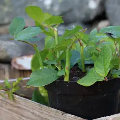 Gröna sticklingar rosor i en svart kruka, redo att planteras.