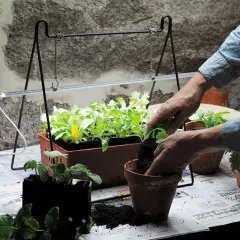Person planterar om småplantor under en 100w led-lampa.