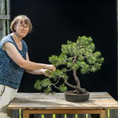 En kvinna med glasögon pysslar med ett vackert **drzewko bonsai** på ett träbord.