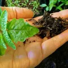 En hand håller en liten tomatplanta av sorten Tiny Tim med jord och rötter.