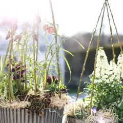Två krukor med vackra vårblommor i solljus. Den ena med mörklila blommor och rutiga klockor, den andra med vita blommor under en stylad träkonstruktion.