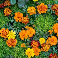 En blomsteräng med orange, gula och rödbruna så tagetes, omgivna av grönt bladverk.