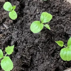 Små gröna plantor spirar ur mörk jord. Det är början på en gurka, från gurka frön som såtts.