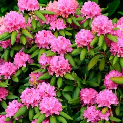 En frodig rabatt med rosa rhododendron i full blom. De klotformade blomklasarna lyser upp med sina intensivt rosa nyanser mot de mörkgröna bladen.