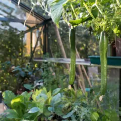Två långa, gröna gurkor hänger från en planta i ett soligt växthus.