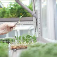 En hand med handske undersöker en groddplanta i ett växthus med lågenergi-belysning.