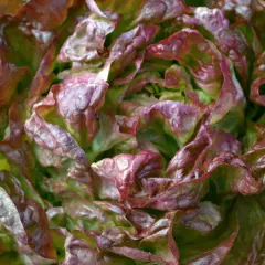 En vacker romansallad som växer i trädgården. Bladen är krispiga med röda kanter. Perfekt att odla för en fräsch sallad.