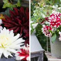 Vackra dahlia i kruka, både flytande i vatten och i en grå kruka, med vita och mörkröda blommor.