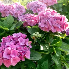 En buske med rosa hortensior i full blom. En stickling hortensia som växer sig stor och vacker.