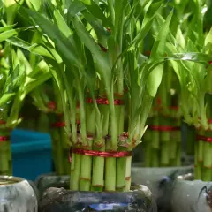 Flera krukor med grön bambu, varje knippe bambu är bundet med ett rött band.