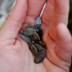 En hand håller flera frön från en delica pumpa, redo att planteras.