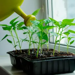 Vattenkanna vattnar små plantor av paprika thor på fönsterbrädan.