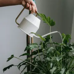 En hand vattnar en frodig grön växt med en vit vattenkanna. Vattnet rinner ner över bladen, som om de vore ett naturligt plantstöd för varandra.