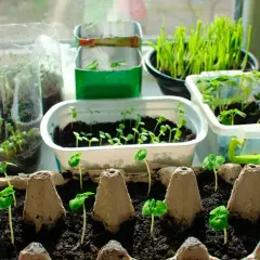 Små plantor spirar i olika behållare, redo att växa på egen jord.