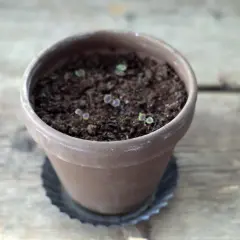 Små plantor i en terrakotta kruka, i början av sin vegetativa tillväxt.