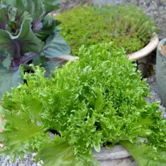 En frodig sallat växer i kruka, redo att skördas. Bredvid syns en rödbladig kål och andra växter i krukor. Perfekt för att odla sallad hemma.