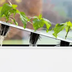 Små plantor med synliga rötter i ett hydroponiskt system. En hand justerar en av plantorna, redo för optimal hydroponisk odling näring.