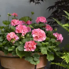 En kruka med rosa pelargoner. Det är dags att klippa ner pelargonerna för att få dem att blomma rikligt.
