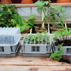 Pluggbox Nelson Garden med småplantor och ett miniväxthus.