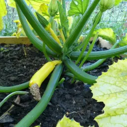 En liten, gul squash växer på plantan bland gröna blad och stjälkar.