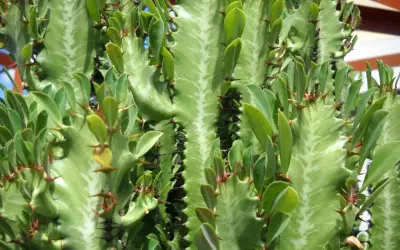 En närbild av en grön Euphorbia trigona med sina karaktäristiska taggar och små blad.