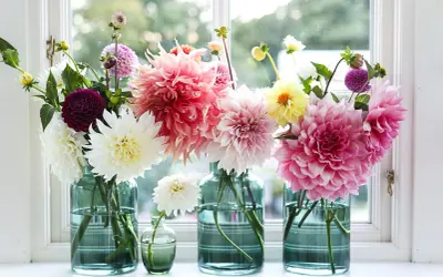 En bukett med dahlia jord i olika färger, från vitt och rosa till lila och gult, står i glasvaser på en fönsterbräda.